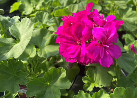 A cluster of violet blooms is surrounded by green leaves.