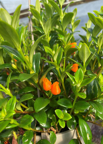 Small, orange flowers bloom on a green plant.