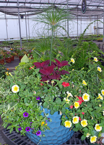 A blue container has yellow and red flowers and colorful leaves.