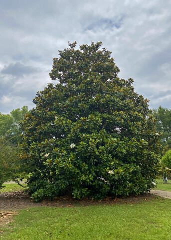 A tree with white flowers has branches to the ground.
