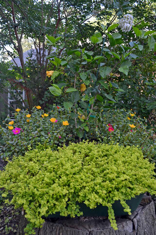 Flowers and foliage spill over the sides of a large container.