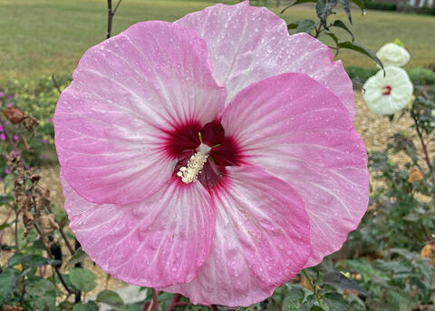 A large pink flower has a red center.