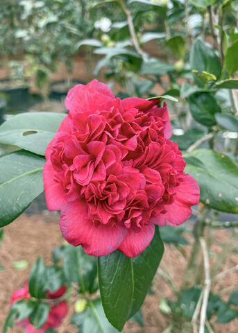A single bloom is deep red and ruffled.