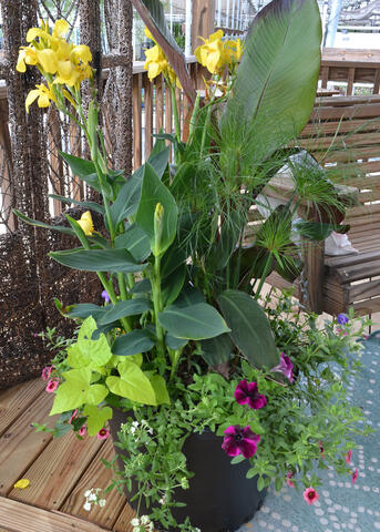 Tall, green plants fill a container.