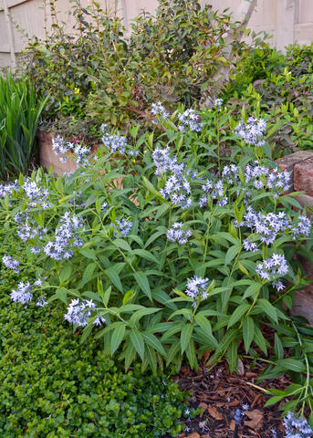 Clusters of blue flowers bloom on a bush.