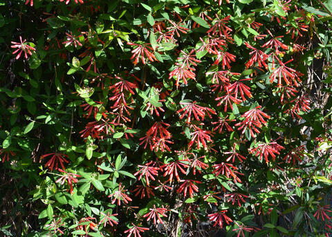 Dozens of red blooms hang from a wall of greenery.