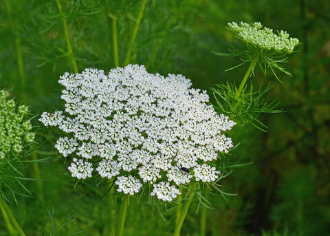Tiny white flowers bloom in a cluster.
