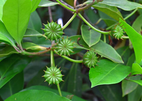 Small, green seed pods are shaped somewhat like stars.