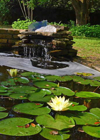 A white water lily blooms in front of a small, garden waterfall.
