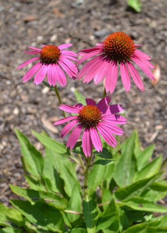 Three purple flowers bloom above a small plant.