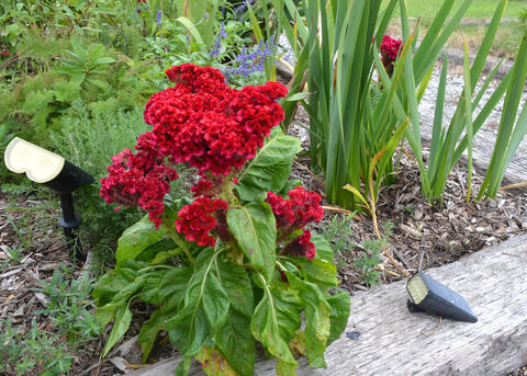 A small plant has large clusters of red blooms.