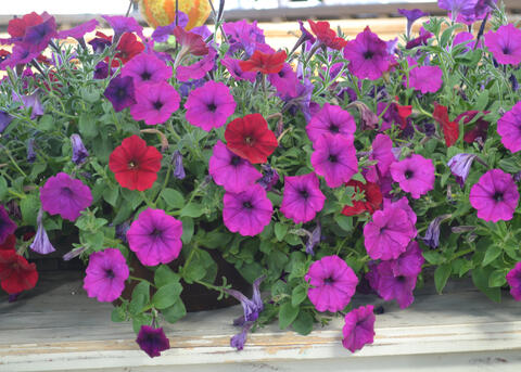 A basket has blooms in purple and red.