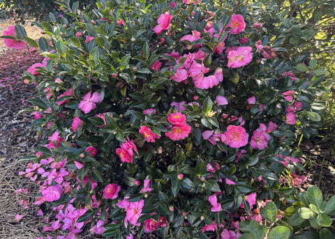 A bush has dozens of pink blooms.