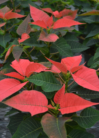 A poinsettia has orange-colored leaves.
