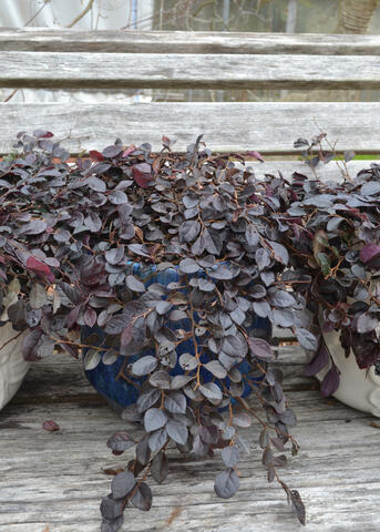 A small shrub has deep purple leaves.