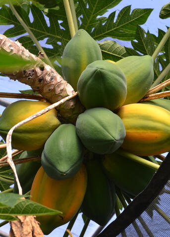 A cluster of green and yellow fruit grows on a tree.
