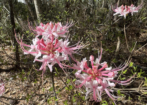 Wispy pink blooms rise above a mostly bare landscape.