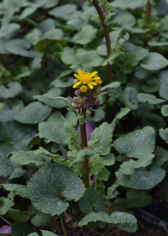 A yellow bloom rises above dark green foliage.