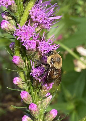 A bee feeds on purple blooms on a stem.