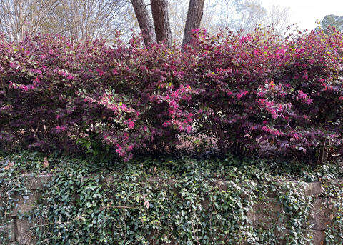A row of bushes forms a screen with dark leaves.