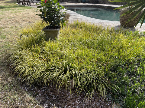 Tall, decorative grasses grow around a planter.