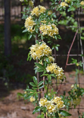 Yellow blooms line a slender, vertical stem.