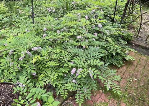 A green shrub has clusters of purple blooms.