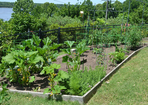 A wooden barrier marks off a vegetable garden.