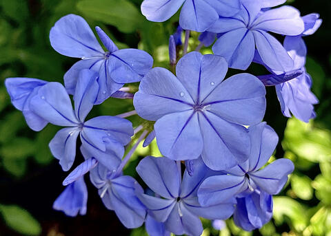 Blue flowers bloom in a cluster.