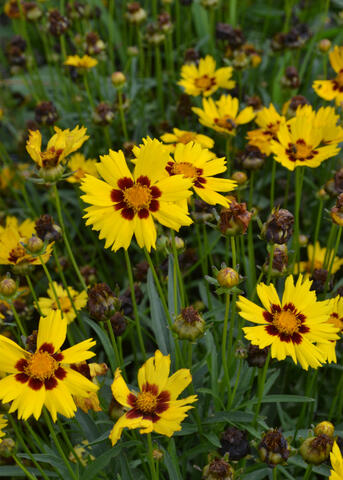 Yellow flowers with dark centers growing on slender stems.