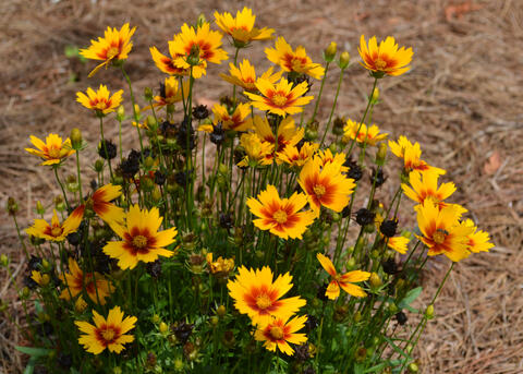 Yellow flowers with dark centers top slender stems.
