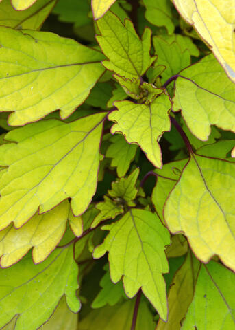 Green leaves have dark veins.