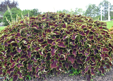 A mounding plant has purple leaves with green edges.