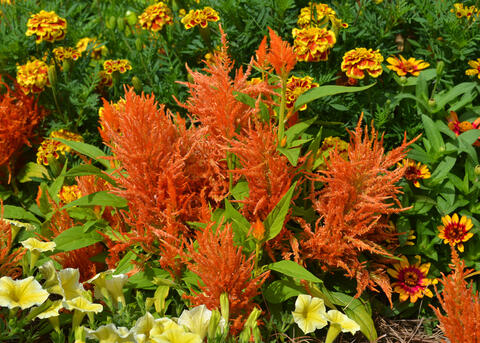Flowers have orange spikes.