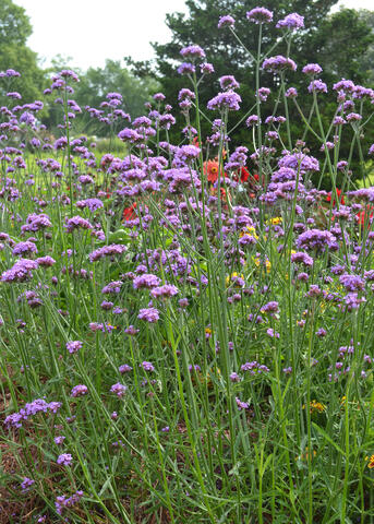 Purple flowers bloom atop slender stems.
