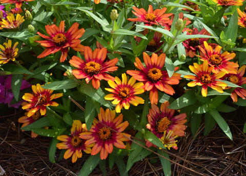 Orange flowers bloom among green foliage.