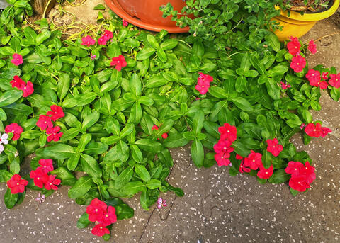 Red flowers bloom on plants growing across a floor.