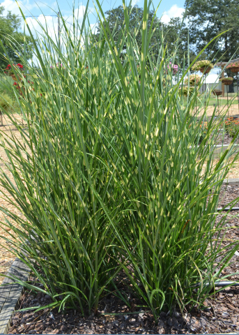 A clump of grass grows in a landscape bed.