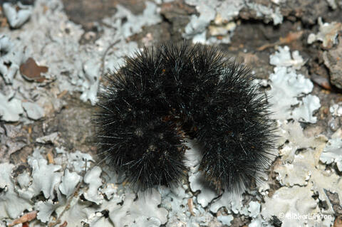 Black, fuzzy caterpillar curled up on green leaves