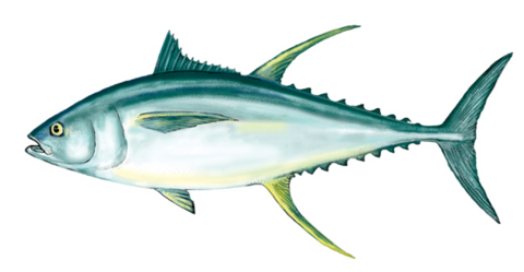 An illustration of a yellow fin tuna.