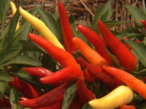 Ornamental Peppers