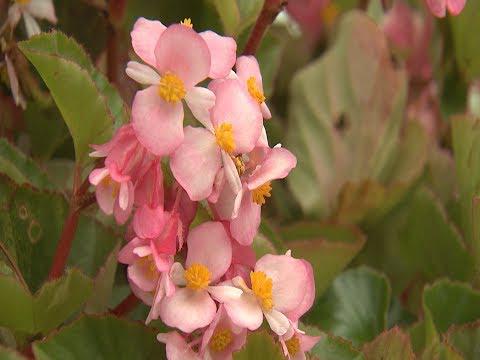 Beauty of Flowers  - Southern Gardening TV - July 27, 2014