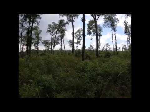 Diameter Limit Cutting vs Shelterwood Harvesting (Part 2)