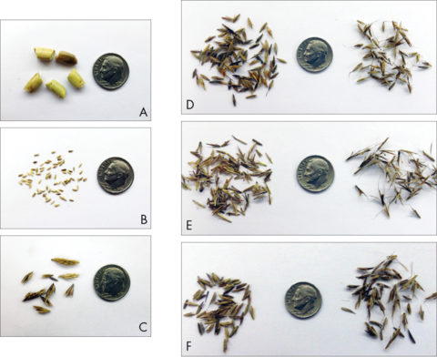 Six types of native warm-season grass seeds next to dimes to show their relative size. More explanation is in the first paragraph under the heading Seeding Rate and Planting Date.