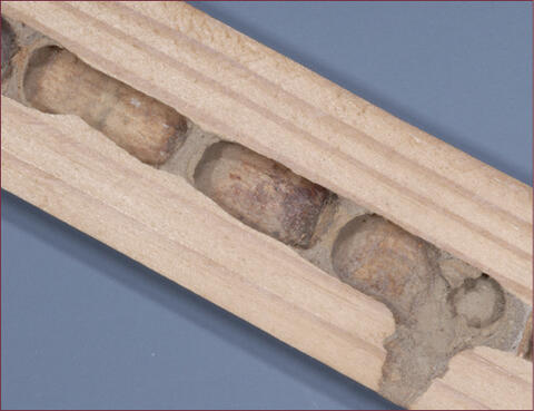 A piece of lumber sliced open to reveal carpenter bee galleries inside.