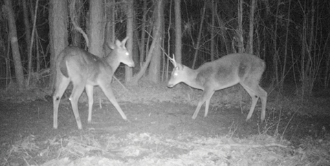 Two deer in a black and white photo.