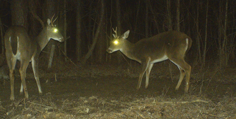 Two deer with antlers visible.
