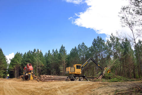 Two yellow logging machines stand in a dirt-covered patch of land. A machine on the right moves the trees, while the machine on the left sits still, waiting to be used.