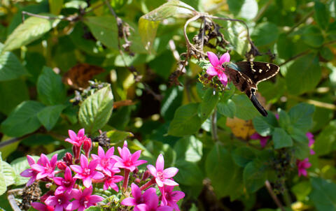 A butterfly lands on a pink flower.