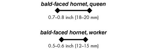 bald-faced hornet, queen 0.7–0.8 inch (18–20 mm)bald-faced hornet, worker 0.5–0.6 inch (12–15 mm)